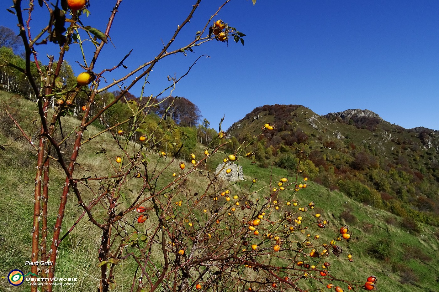 15 Rosa canina con anticima Zucco Maesimo.JPG